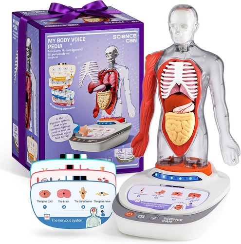 Science can human body model - science,