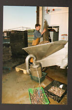 LE VIVIER (35) "LA VIVARAISE", WASHING OYSTERS