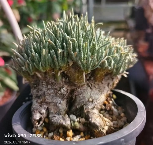 Anacampseros alstonii