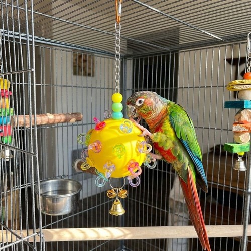 Plastic parrot chewing toy - plastic,