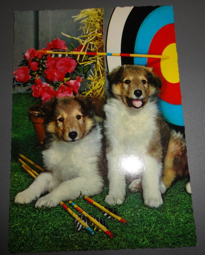 Collie puppies vintage - puppies,