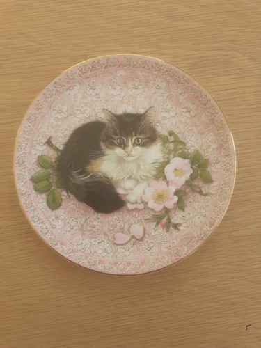 Meet kittens bone - 'meet, kittens'