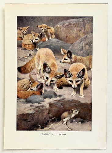 Fennec fox 1916 - fennec,