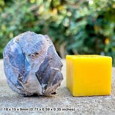 Notopocorystes stokesi Fossil