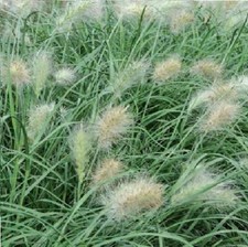 Ornamental Grass  - Pennisetum