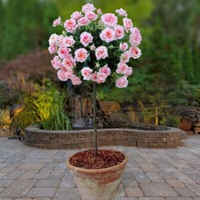 Pair of Pink Rose Patio