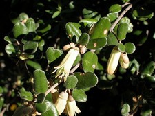 CORREA backhouseana CREAM FORM  .AUSTRALIAN FUCHSIA,RARE EVERGREEN  9cms  pot