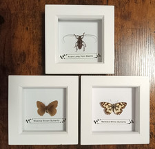 Real Framed Insects Set In 3