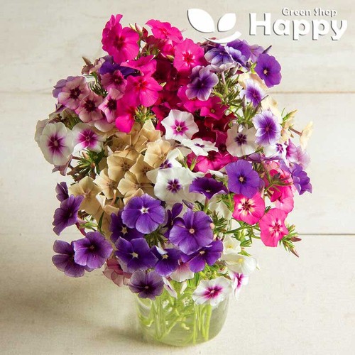 Drummond phlox art - drummond's,