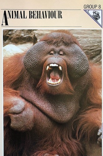 Wildlife-Fact-File-Animals