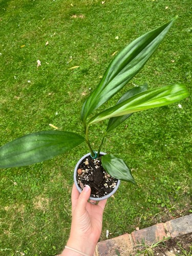 Epipremnum amplissimum aurea - epipremnum,