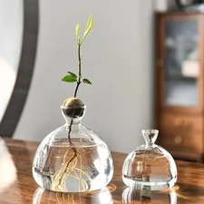 Avocado Seed Starter Glass