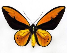 Ornithoptera croesus lydius