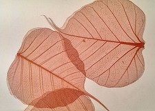 15 Large Skeleton Leaves/ 8cm/Natural/Superb Quality/Embellishment/Crafts/Colour