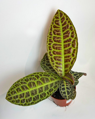Labisia obtusifolia kura - labisia, 'kura