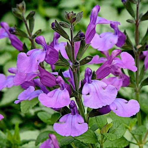 Salvia cool violet plug - so,