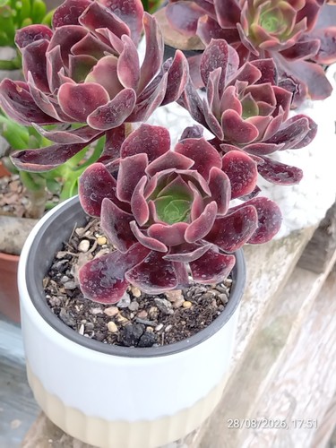 One multi heads aeonium - one,