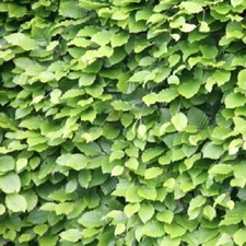 25 Green Beech Hedging Plants