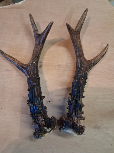Prs roe deer - 2, antlers