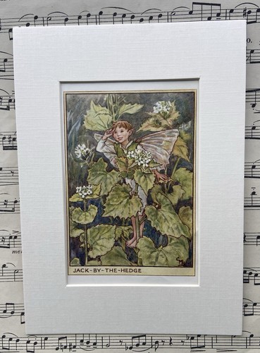 Jack the hedge flower - ‘jack, hedge’