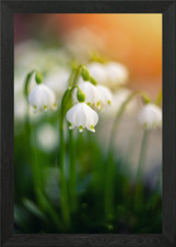 Snowdrops, White Spring Flowers Framed Wall Art Poster Canvas Print Picture