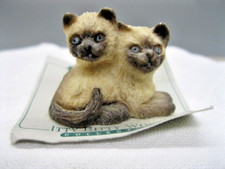 UDC Siamese Cats Kittens