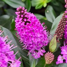 Hebe twilight plug plants