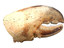 Giant salt water Crab Claw