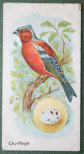 CHAFFINCH & EGG    Vintage