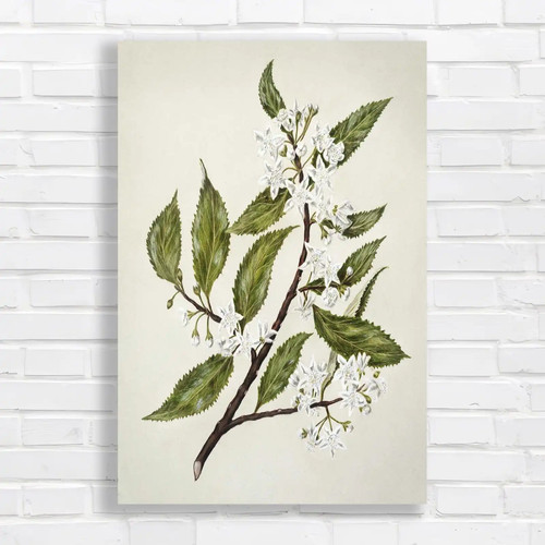 Vintage floral botanical - vintage,