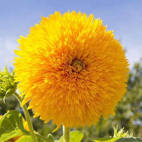 Teddy bear sunflower - 30,