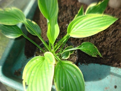 Hosta hans healthy plant - hosta, x1