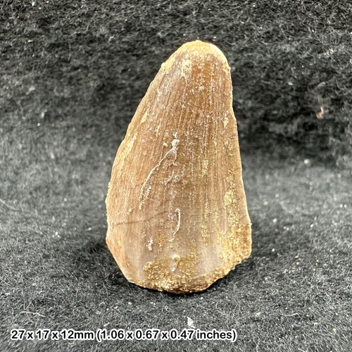 Genuine mosasaur tooth - , fossil