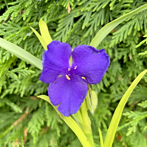 Tradescantia sweet kate - tradescantia, 'sweet