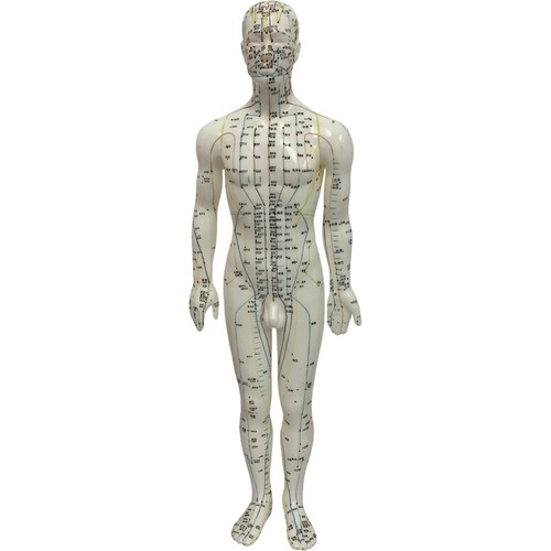 Male acupuncture model for - acupuncture,