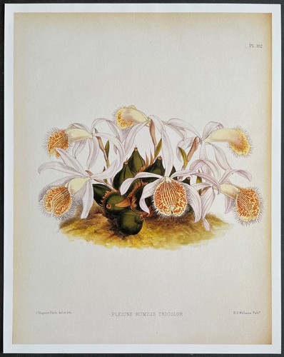 Botany orchids pleione - pleione, humilis
