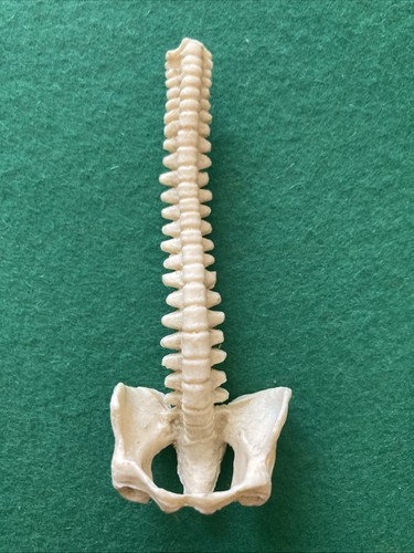 Miniature human spine - miniature,