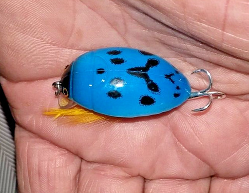 Prunanm water beetle bug - water,