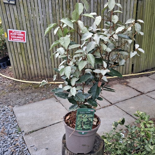 Elaeagnus ebbingei - elaeagnus, x