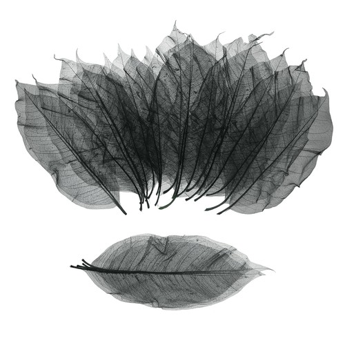 100 pcs skeleton leaves for - 100,