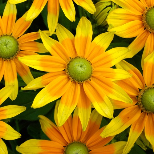 Rudbeckia prairie sun black - rudbeckia,