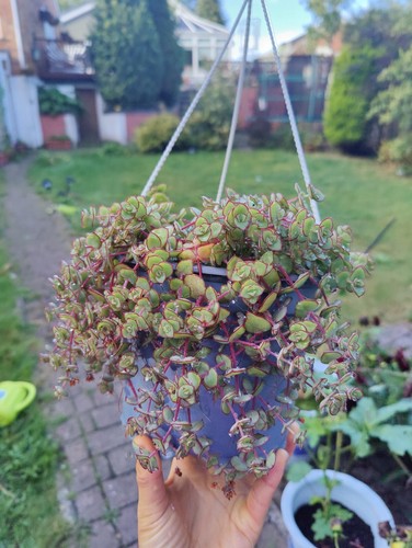 Inch well rooted - inch, cuttings
