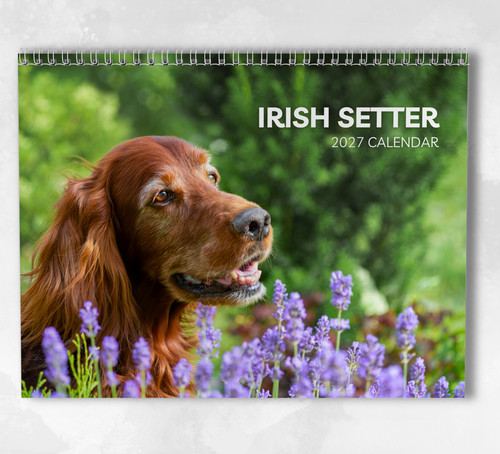 Irish setter calendar 2027 - calendar,