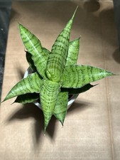 Sansevieria tough lady