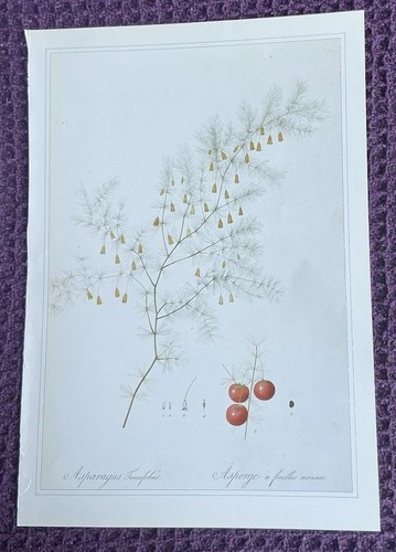 Print fine leaved - print, fine-leaved