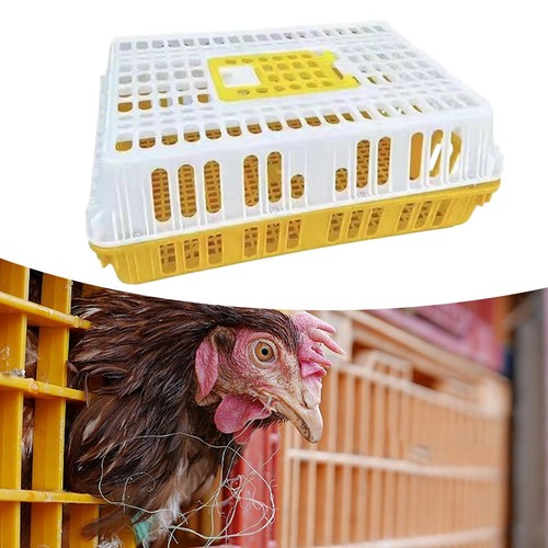 Poultry carrier crate chicken - poultry,