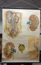 Vintage Anatomical Medical Poster, Deutsches Hygiene Museum - Kidney