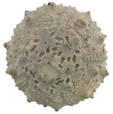 Cretaceous Hyposalenia lardy detailed sea urchin Allepuz Spain 5004