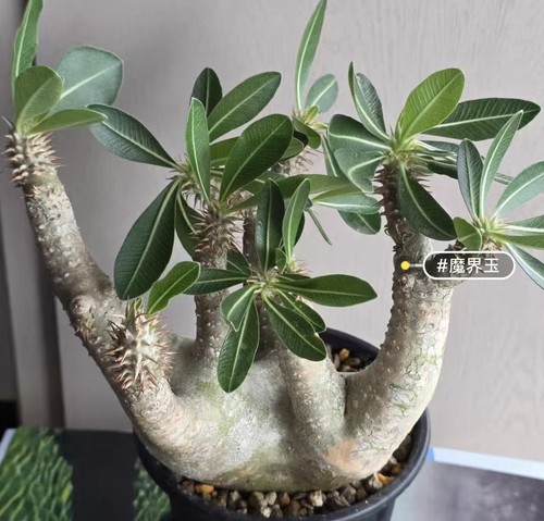 Pachypodium makayense wysiwyg - pachypodium,