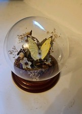 Vintage 1970's Taxidermy